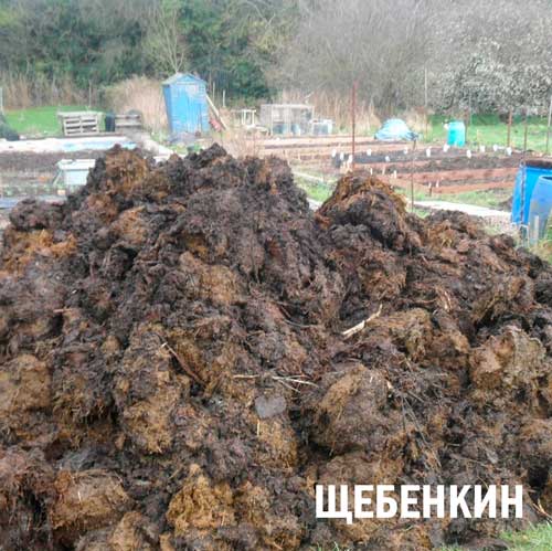 Купить навоз в Энгельсе